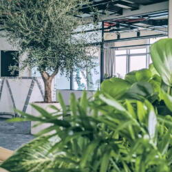 Office Greenery In Trilogy