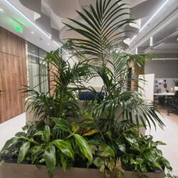 Plants For Office